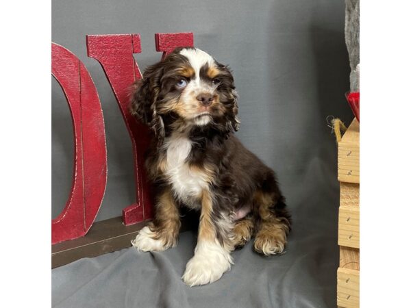 Cocker Spaniel Dog Male Brown White / Tan 16270 Petland Chillicothe, Ohio