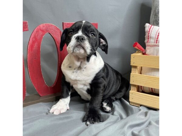 English Bulldog Dog Female Black 16269 Petland Chillicothe, Ohio