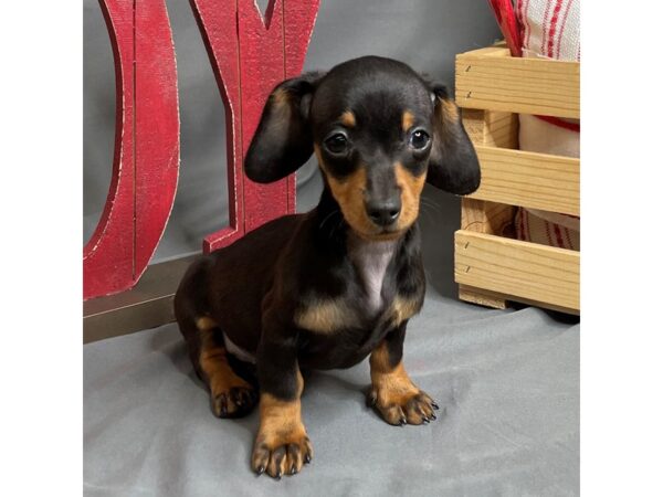 Dachshund Dog Female Black / Tan 16262 Petland Chillicothe, Ohio