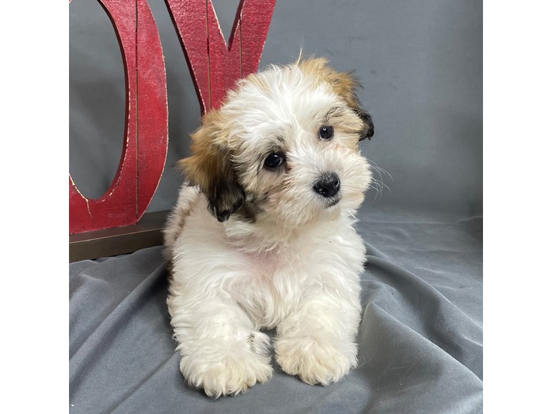 Teddy BearDogFemale3906426Petland Chillicothe, Ohio