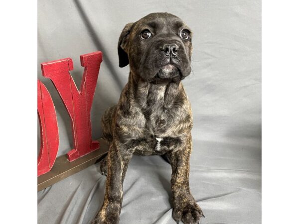 Cane Corso Dog Female Brindle 16279 Petland Chillicothe, Ohio