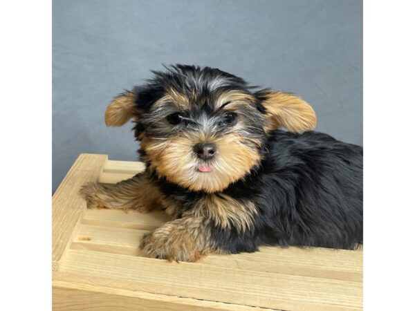 Yorkshire Terrier Dog Male Black / Tan 16275 Petland Chillicothe, Ohio