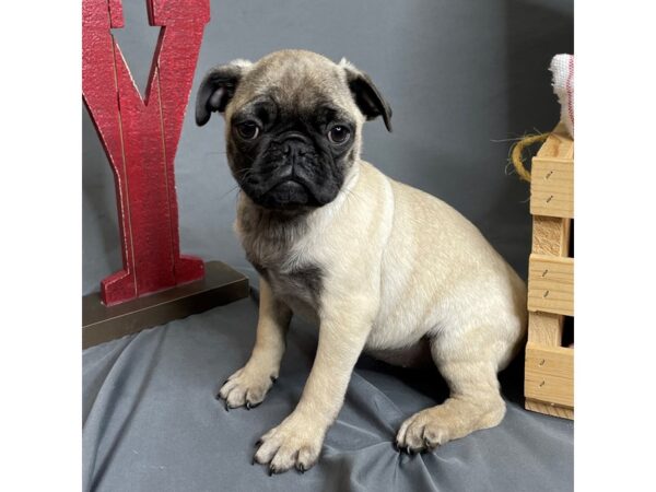 Pug Dog Female Fawn 16273 Petland Chillicothe, Ohio