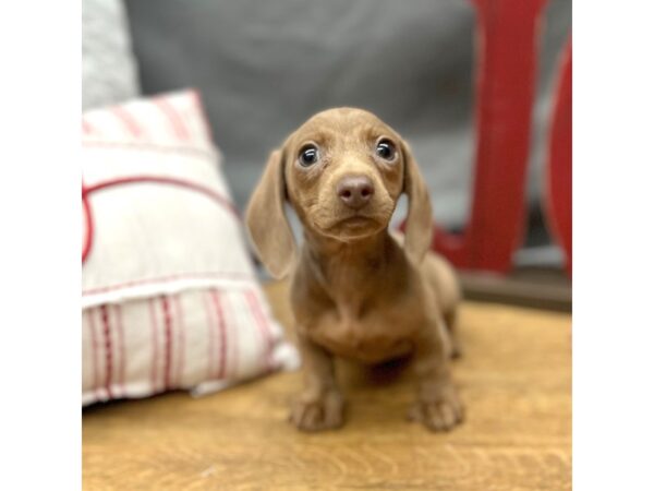 Dachshund Dog Female Fawn (Isabella) / Tan 16293 Petland Chillicothe, Ohio