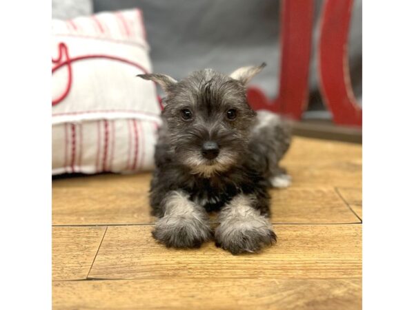 Miniature Schnauzer Dog Female Salt / Pepper 16291 Petland Chillicothe, Ohio