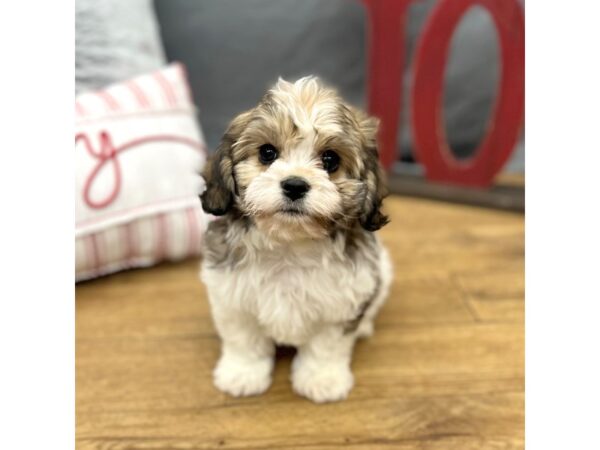 Cavachon Dog Male Sable / White 16289 Petland Chillicothe, Ohio