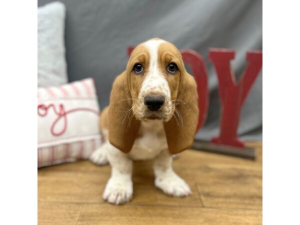 Basset Hound Dog Male Red / White 16287 Petland Chillicothe, Ohio