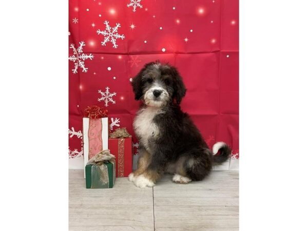 Bernedoodle Dog Female 16300 Petland Chillicothe, Ohio