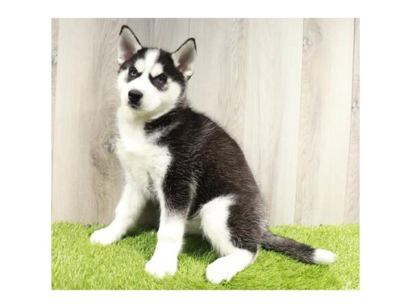 Siberian Husky Dog Female Black / White 16299 Petland Chillicothe, Ohio