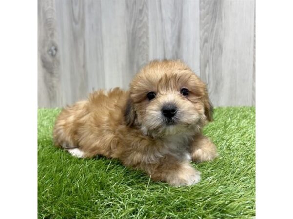 Yorkiepoo Dog Male Golden 16302 Petland Chillicothe, Ohio