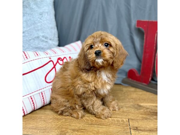 Cavapoo-Dog-Female-Ruby-16311-Petland Chillicothe, Ohio