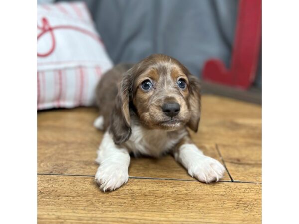 Dachshund Dog Male Chocolate / White 16304 Petland Chillicothe, Ohio