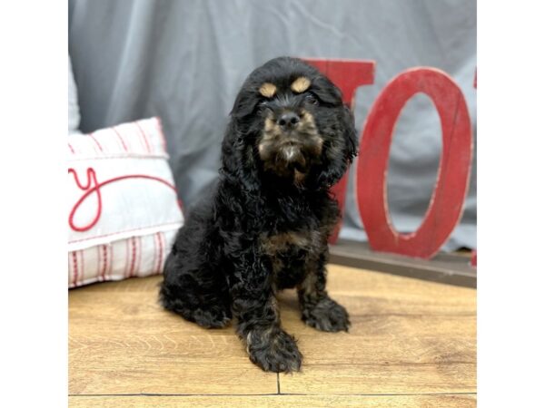 Cocker Spaniel Dog Male Black 16297 Petland Chillicothe, Ohio