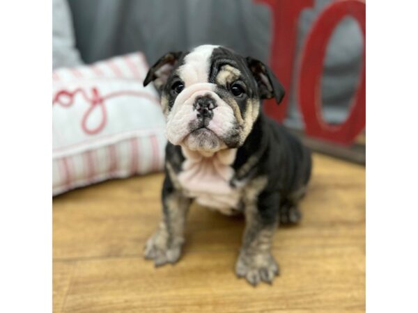 English Bulldog Dog Female Black 16296 Petland Chillicothe, Ohio