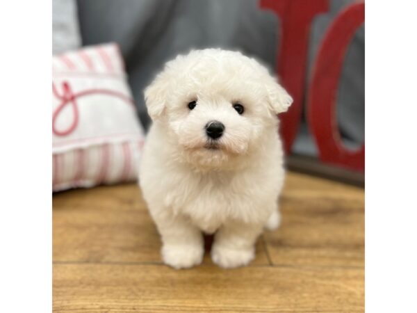 Bichon Frise Dog Male White 16294 Petland Chillicothe, Ohio