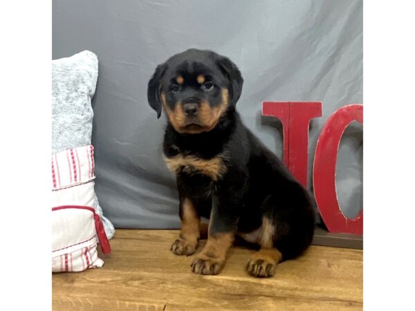 Rottweiler-Dog-Female-Black / Mahogany-16303-Petland Chillicothe, Ohio