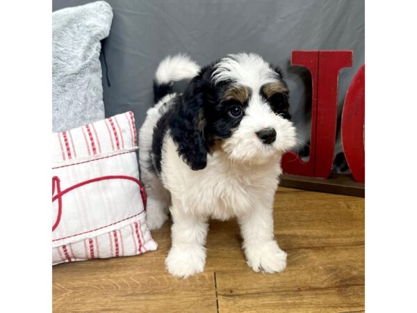 Bernedoodle Mini 2nd Gen Dog Female Black White / Tan 16290 Petland Chillicothe, Ohio