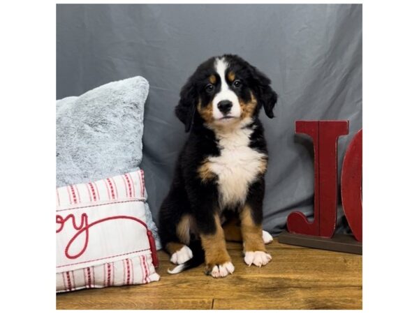 Bernese Mountain Dog-Dog-Female-tri-16281-Petland Chillicothe, Ohio