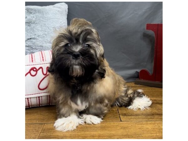 Lhasa Apso Dog Male Brown / White 16207 Petland Chillicothe, Ohio