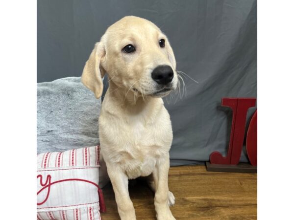 Labrador Retriever-Dog-Male-Yellow-16192-Petland Chillicothe, Ohio