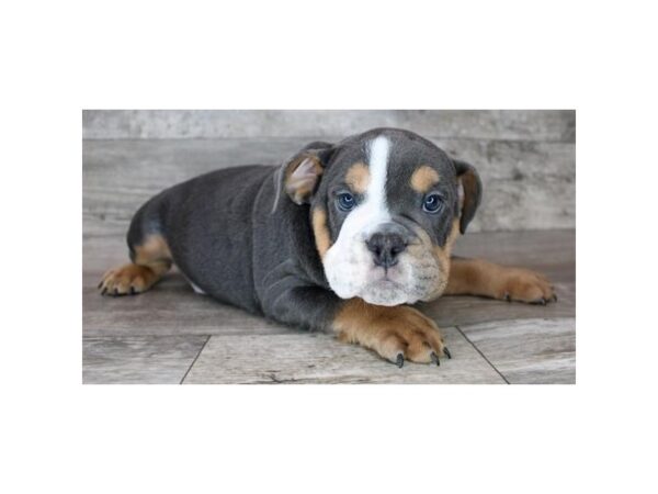 Bulldog Dog Male Blue / Tan 16324 Petland Chillicothe, Ohio