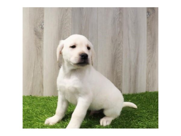 Labrador Retriever Dog Male Yellow 16334 Petland Chillicothe, Ohio