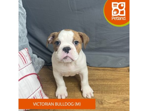 Victorian Bulldog Dog Male Brindle / White 16341 Petland Chillicothe, Ohio