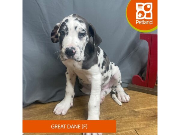 Great Dane Dog Female Merlequin 16317 Petland Chillicothe, Ohio