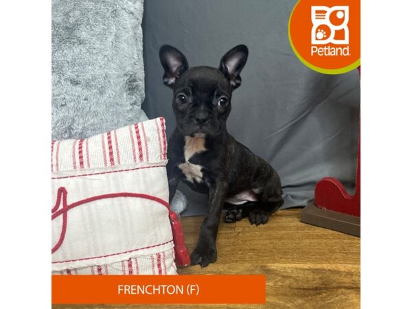 Frenchton-Dog-Female-Brindle-16332-Petland Chillicothe, Ohio
