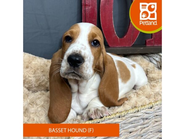 Basset Hound Dog Female Red / White 16331 Petland Chillicothe, Ohio