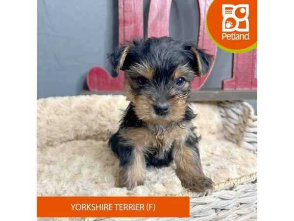 Yorkshire Terrier Dog Female Black / Tan 16339 Petland Chillicothe, Ohio