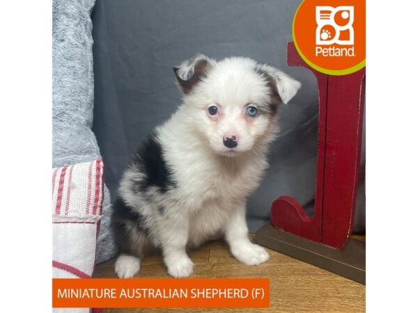 Miniature Australian Shepherd Dog Female Blue Merle 16340 Petland Chillicothe, Ohio