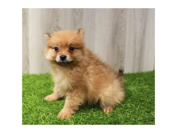 Pomeranian-Dog-Female-Red Sable-16356-Petland Chillicothe, Ohio