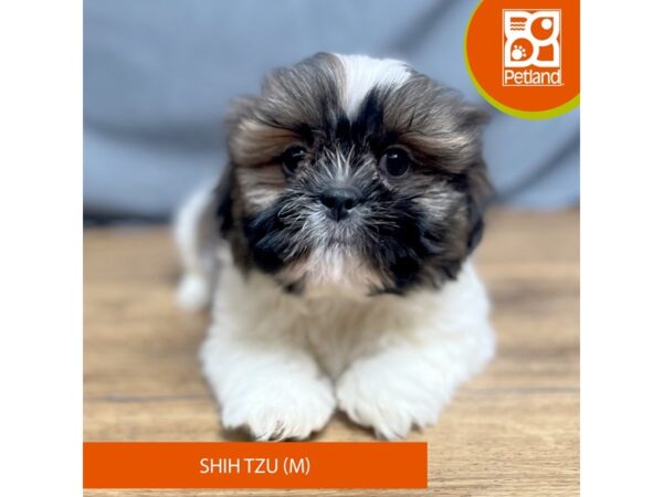 Shih Tzu Dog Male Brown / White 16357 Petland Chillicothe, Ohio