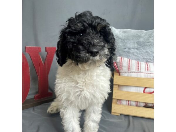 Moyan Poodle Dog Male blk/white 16280 Petland Chillicothe, Ohio