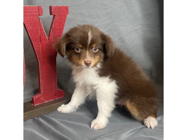 Miniature Australian Shepherd Dog Male Red 16276 Petland Chillicothe, Ohio