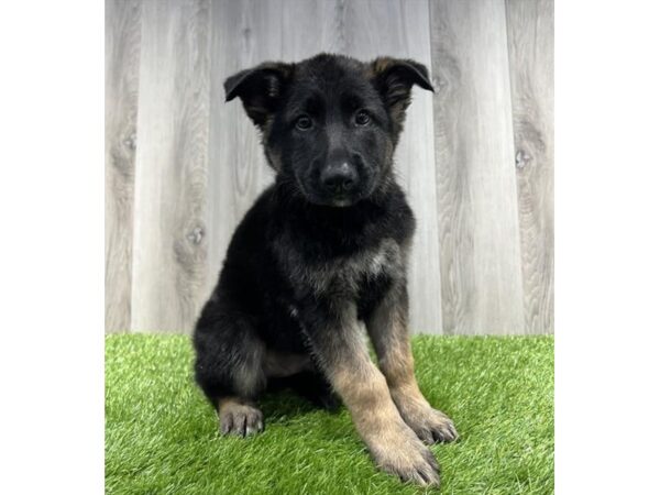 German Shepherd Dog Dog Male Black / Tan 16301 Petland Chillicothe, Ohio