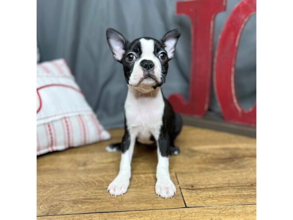 Boston Terrier Dog Female Black / White 16305 Petland Chillicothe, Ohio