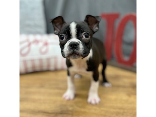 Boston Terrier Dog Male Black / White 16295 Petland Chillicothe, Ohio