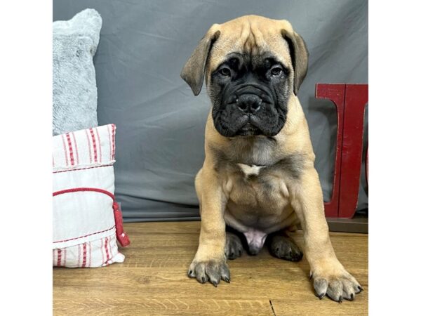 Bullmastiff-Dog-Male-Red Fawn-16309-Petland Chillicothe, Ohio