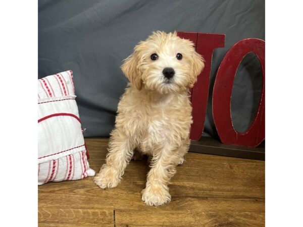 Schnoodle Dog Male Cream 16308 Petland Chillicothe, Ohio