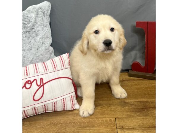 Golden Retriever Dog Male Light Golden 16298 Petland Chillicothe, Ohio