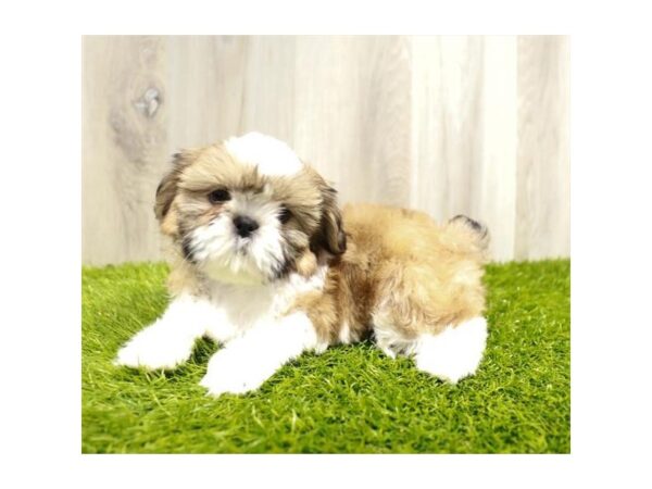 Shih Tzu-Dog-Female-Gold / White-16319-Petland Chillicothe, Ohio