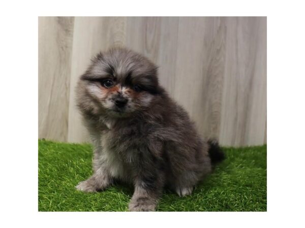 Pomeranian Dog Male Blue Merle 16336 Petland Chillicothe, Ohio