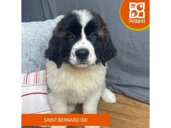 Saint Bernard Dog Male Mahogany / White 16318 Petland Chillicothe, Ohio