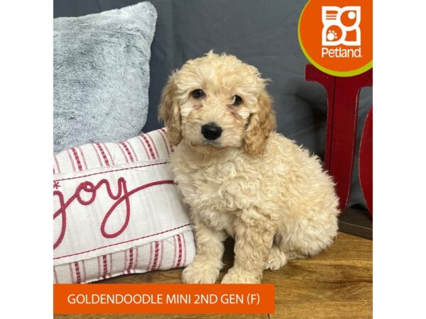 Goldendoodle Mini 2nd Gen Dog Female Golden 16320 Petland Chillicothe, Ohio