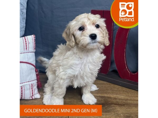 Goldendoodle Mini 2nd Gen Dog Male Golden 16321 Petland Chillicothe, Ohio