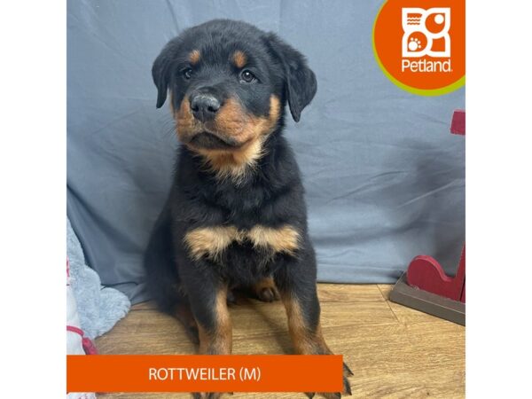 Rottweiler Dog Male Black / Rust 16326 Petland Chillicothe, Ohio