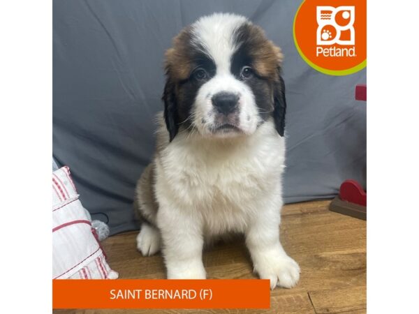 Saint Bernard Dog Female White / Mahogany 16328 Petland Chillicothe, Ohio