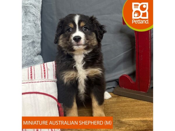 Miniature Australian Shepherd-Dog-Male-Black-16329-Petland Chillicothe, Ohio